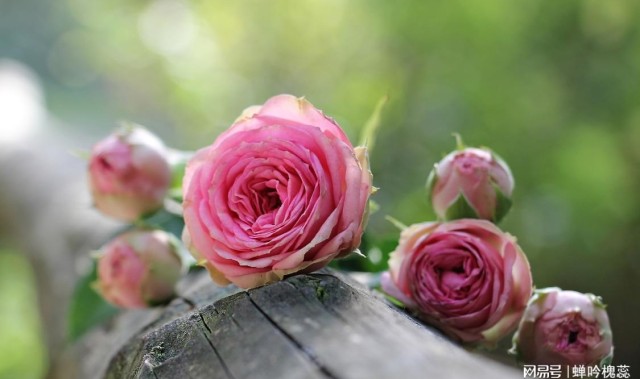 花两万买来的惨痛教训：天热就在家吹空调，千万别去什么避暑胜地